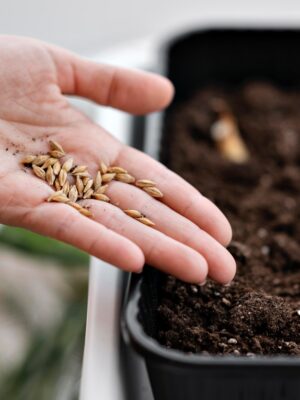 Semences Mexicaines 🪴